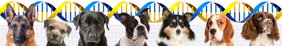 Dog Breed Health Rotating Header Image