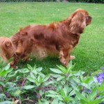 Cavalier King Charles Spaniel