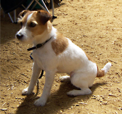 russell type terrier
