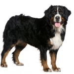 Bernese Mountain Dog
