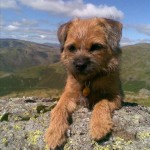 Border Terrier