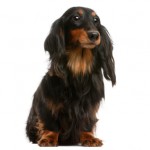 Dachshund Dachshund