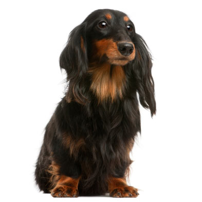 breeding long hair and short hair dachshund