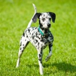 Dalmation Dalmation
