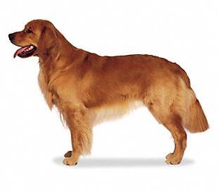 Get yellow lab and golden retriever mix dogs
