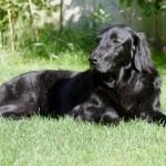 Flatcoated Retriever Flatcoated Retriever