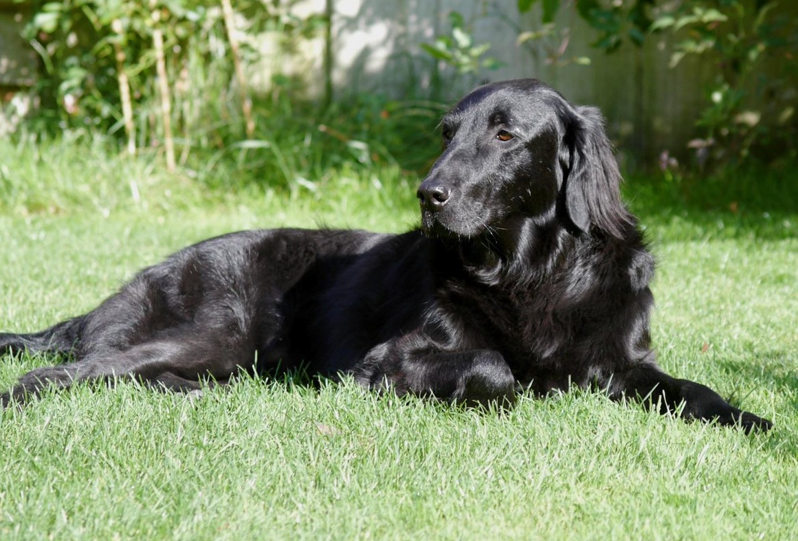 Flatcoated Retriever | Dog Breed Health