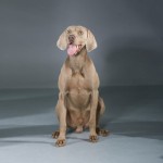 Weimaraner Weimaraner