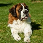 St Bernard