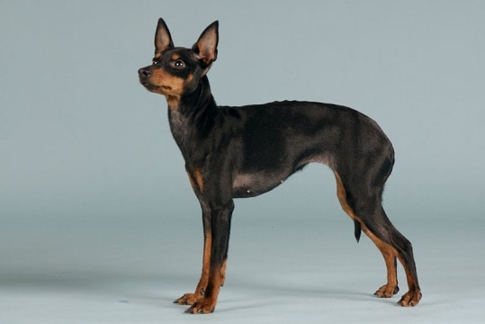 English Toy Terrier Dog Breed Health