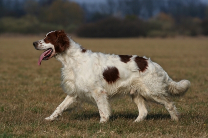 Irish Red and White Setter – Dog Breed Health