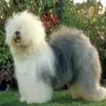 Old English Sheepdog