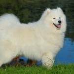 Samoyed dog by the lake
