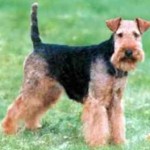 WELSH TERRIER 4