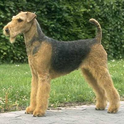 Airedale Terrier – Dog Breed Health