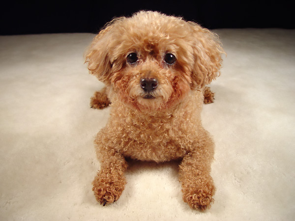 Miniature Poodle | Dog Breed Health
