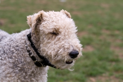 Fox Terrier (Smooth-haired and Wire-haired) – Dog Bre