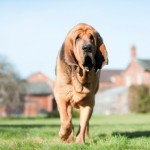 Bloodhound