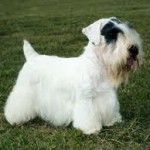 Sealyham terrier