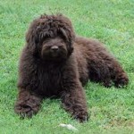 Labradoodle