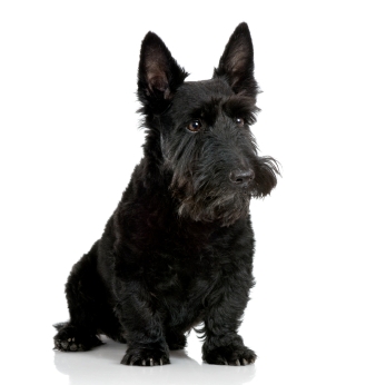 is the scottish terrier considered aggressive