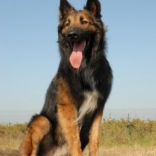 Belgian Shepherd Dog (Tervueren)