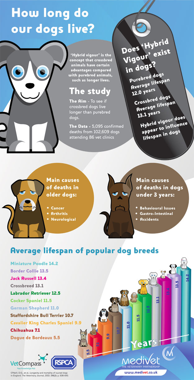 How Long Dogs Live