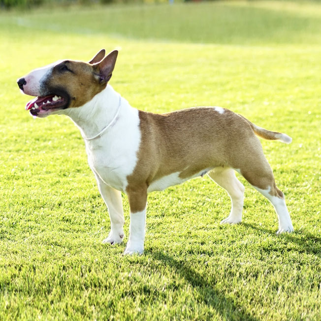 Do Bull Terriers Have Health Problems