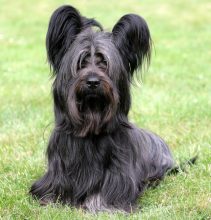 Typical black Skye Terrier on a green grass