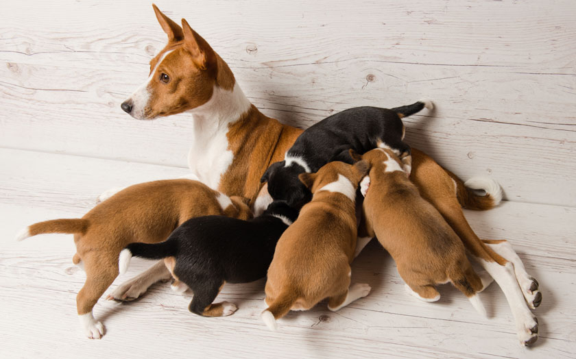 Basenji Mum & Pups